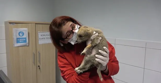 Donmaktan son anda kurtarılan kurt yavrusu tedavi edildi: Kendi kendini yiyordu
