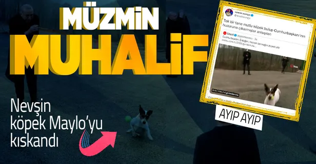 Nevşin Mengü 'Köpek Maylo'yu kıskandı: "Müzmin muhaliflik dünyanın en amansız hastalığı!"