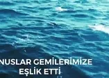 Yunuslar Mavi Vatan'da yalnız bırakmadı