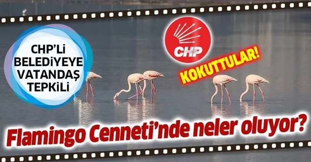 Son dakika: Flamingo Cenneti’nde neler oluyor? CHP’li Muğla Büyükşehir Belediyesi’nin seyirci kalmasına vatandaş tepkili