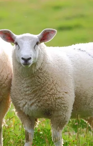 2021 yılı Ziraat Bankası düşük faizli koyun kredisi başvuru şartları! 2021 Koyun kredisi veren bankalar hangileri?