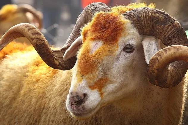 Son dakika: Kurban kesiminde yeni dönem! Resmi Gazete'de yayımlanarak yürürlüğe girdi