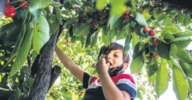 Yer: Kütahya...  Kiraz bahçesinin kapısını herkese açtı