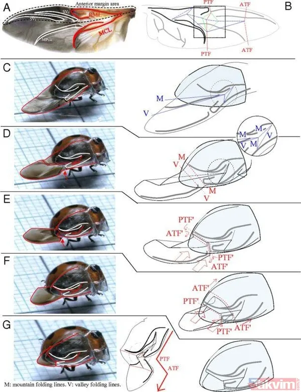 Saito Dergideki Makalesinde, Bunu "Şekil Değiştirebilir Yapıların Birçok Eklemleri Ve Bükülmez Kısımları Olur. Uğurböcekleri, Çok Basit Bir Yapıya Sahip...