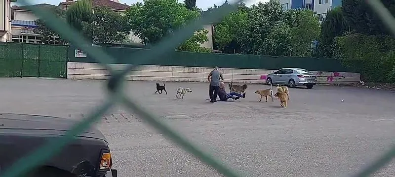 Sokakların güvenli olmasını isteyenler başıboş köpeklere çözüm bekliyor! Tehlike sadece saldırı değil: 2023'te 438 bine ulaştı | Kist hidatik nedir?-7