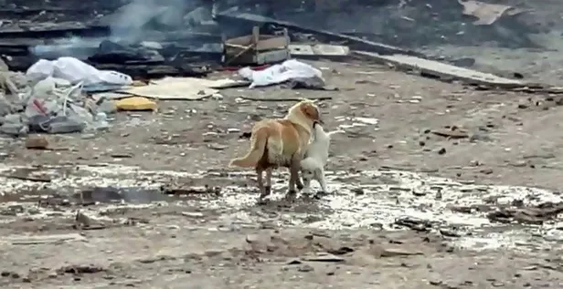 Bilecik'te yürekleri ısıtan görüntü! Alevlerin arasından yavrusunu kurtardı-3