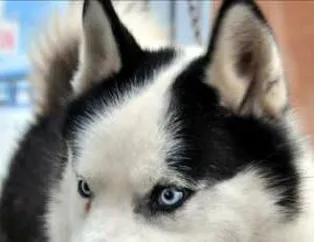 Sevimli Köpekçikler