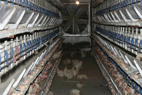 kahramanmarasta-sogutma-fani-bozulan-ciftlikteki-7-bin-500-tavuk-telef-oldu-1624615428241.jpg Kahramanmaraş'ta soğutma fanı bozulan çiftlikteki 7 bin 500 tavuk telef oldu-4