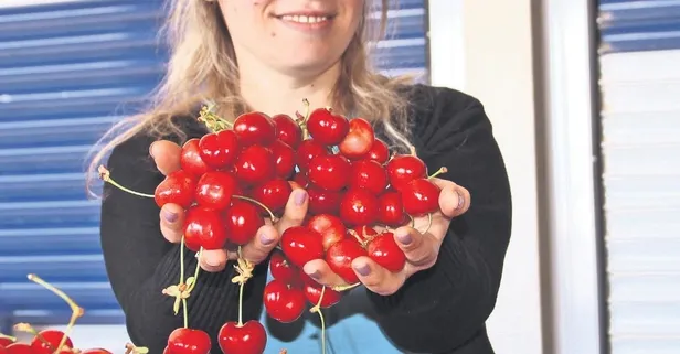 Dünyanın gözdesi: Manisa kirazına talep büyük
