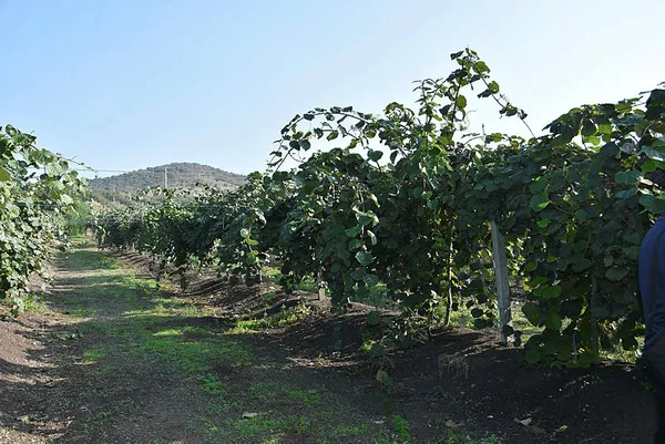 Banka sektörünü bıraktı kivi yetiştiriciliğine başladı! Türkiye'nin dört bir yanına gönderiyor!-2