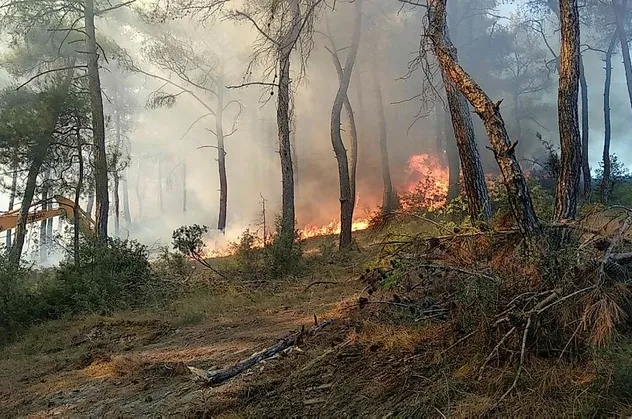 Bursa'nın Osmangazi ilçesinde orman yangını