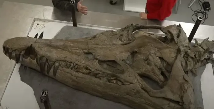 75-milyon-yil-once-yasayan-130-disli-2-metrelik-canavar-bulundu-bilim-dunyasinin-agzi-acik-kaldi-1702563760769.jpg 130 dişli canavar bulundu: Dehşet saçmış!-4