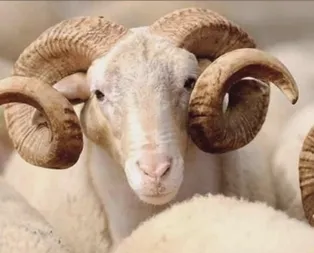 Kurban fiyatları ne kadar oldu? 2019 büyükbaş, küçükbaş kurbanlık fiyatı ne kadar?