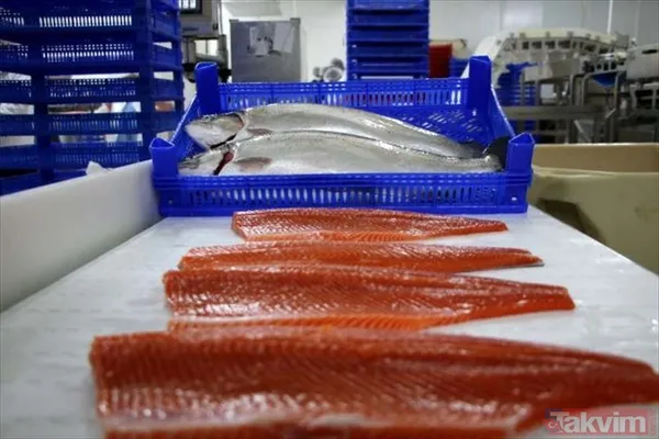 Yıllık kazançları 1 milyar TL! Deniz olmayan şehir Malatya'dan Avrupa ve Rusya'ya somon ihraç ediyorlar - 10