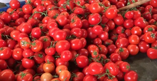 kabizliga domates domatesin faydalari nelerdir takvim