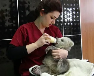 ‘Gece’nin keyfi yerinde