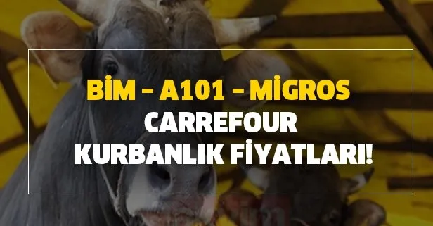 Büyükbaş küçükbaş kurbanlık fiyatları kaç para? BİM – A101 – Migros – Carrefour kurbanlık fiyatları!