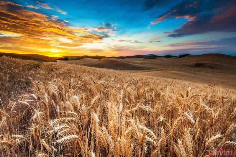 Rüyada buğday tarlası görmek ne anlama gelir? Rüyada buğday tarlası görmek neye işarettir? Rüyada ekin tarlası görmenin anlamı