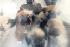 İğrençliğin zirvesi