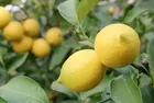 Ticaret Bakanlığından limon kararı: İhracat durduruldu