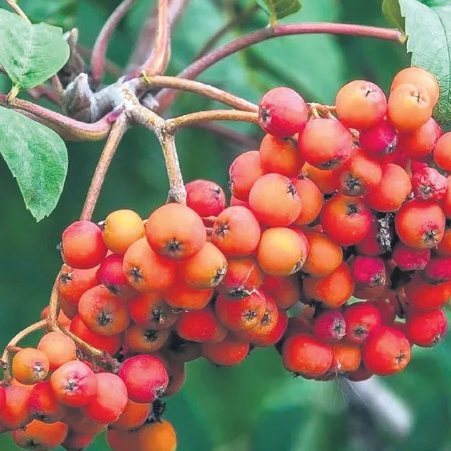 Adet sancısına üvez meyvesi