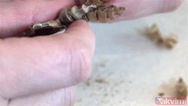 Çıngıraklı yılanın kuyruğundan çıkanlar görenleri şoke etti! Sonrasında ise... - 22