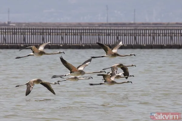 Minik allı turnalar (flamingolar) uçmayı İzmir Kuş Cenneti'ndeki doğal kreşte öğreniyorlar - 15