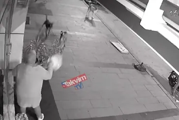 Sakarya Hendek'te başıboş köpek dehşeti!