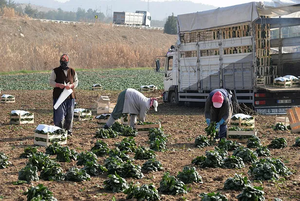 osmanelide-kis-sebzesi-hasadi-gunluk-300-isciye-ekmek-kapisi-oluyor-1609077838604.jpg