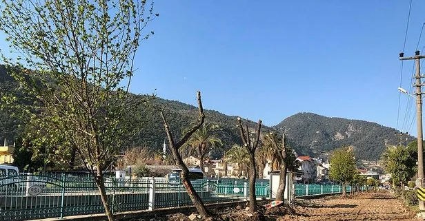 CHP'li Fethiye Belediyesi'nden ağaç katliamı! Sığla ağaçlarına da kıydılar