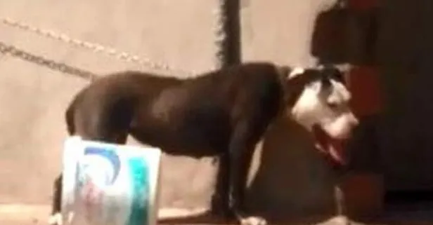 Antalya’da Sıcaktan ölen köpeğin sahibine rekor ceza