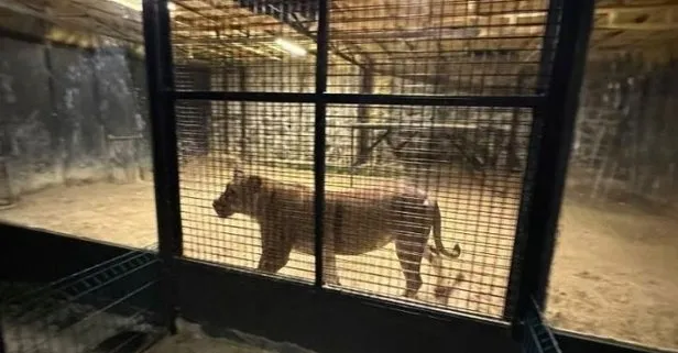 İstanbul Beykoz’da aslan kaçtı iddiası ’şaka’ çıktı