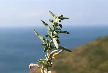 Antibiyotiği bırak adaçayına bak