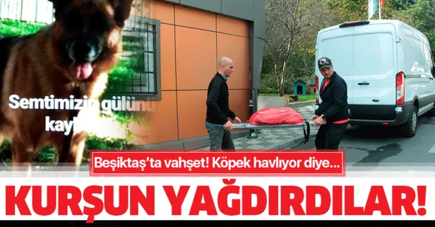 Beşiktaş’ta son dakika vahşet haberi! Köpek kurşunlanarak öldürüldü
