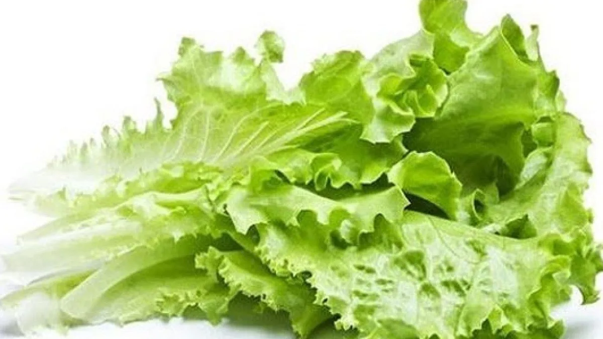 Kıvırcık sadece salata değil, tam bir şifa kaynağı