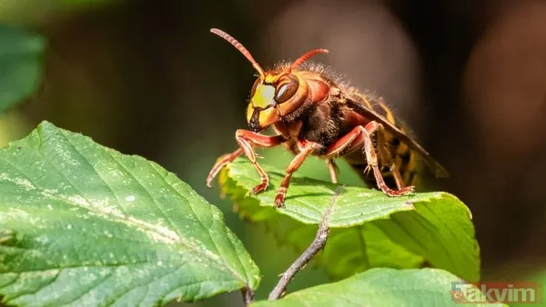 Bir ısırıkta gelen ölüm! Dünyanın en tehlikeli 10 böceği açıklandı - 1