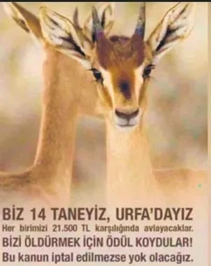 Avcılık tutkunu Nurettin Hasman'a hayvansever Şebnem Çapa'dan tepki: Allah kahretsin...-2