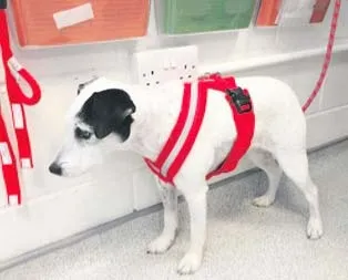 Köpeklere kalp pili takılacak