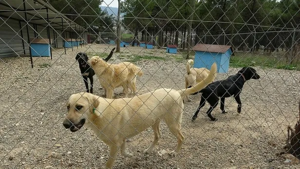 Çanakkale'de skandal olay! Belediyenin aç bıraktığı köpekler birbirlerini yemeye başladı-5