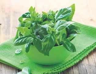 Fesleğen-nane kansere çare