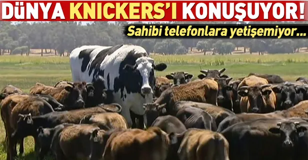 Dünya Knickers'ı konuşuyor!