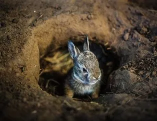 Herkes tavşan deliği sanıyordu ama... Gerçeği görenler gözlerine inanamadı! İşte akıllara durgunluk veren o mağara...