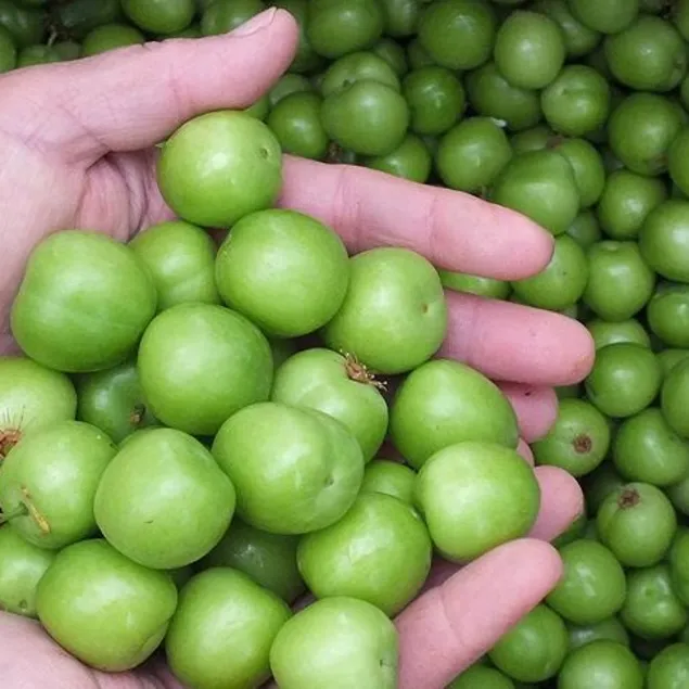 Sağlık için çok g’erik’li