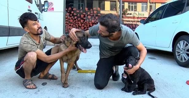 İstanbul İkitelli’de yangın faciası! Anne köpek ve yavrusu sağ olarak kurtuldu