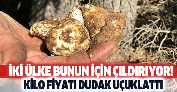 İki ülke bunun için deliriyor! Kilo fiyatı ağızları açık bırakacak cinsten! Kerameti ise...
