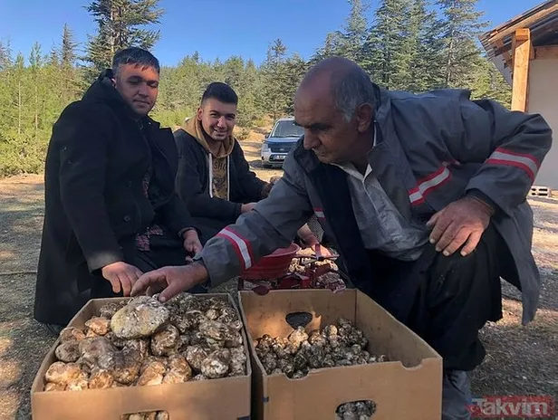 japonya-ve-guney-kore-bunun-hastasi-beyaz-altin-icin-ormana-akin-ediyorlar-gunluk-10-bin-tl-ise-1605813400697.jpg Japonya ve Güney Kore bunun hastası! Beyaz altın için ormana akın ediyorlar! Günlük 10 bin TL ise...-4