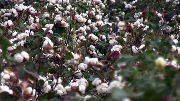 Valilikten üreticilere pamuğun temiz toplanması uyarısı-6