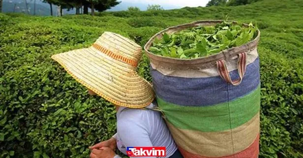 22 Mart İŞKUR-ÇAYKUR başvuru şartları ve kadrolar! ÇAYKUR işçi alımı başvuru ekranı açıldı! 500 işçi alımı yapılıyor