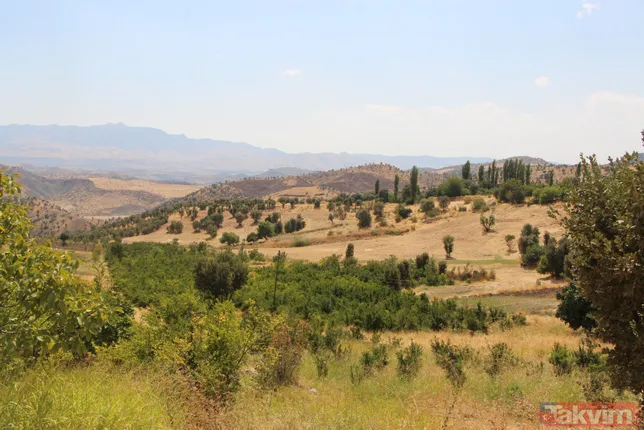 Bir dönem PKK'nın yuvalandığı Gabar ve Cudi dağlarında artık terörist değil fıstık yetişiyor