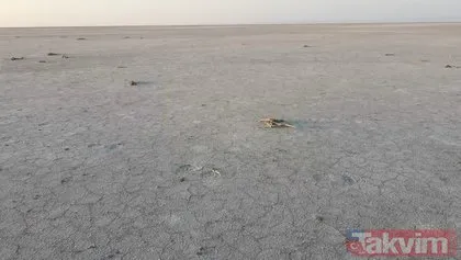 Tuz Gölü’nde yüzlerce flamingo telef oldu! Tarım ve Orman Bakanı Bekir Pakdemirli: Zehirlenme yok